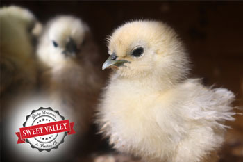 Sweet Valley Farm Party