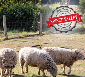Sweet Valley Farm Party