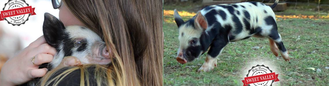 Baby Animals Petting Zoo Parties